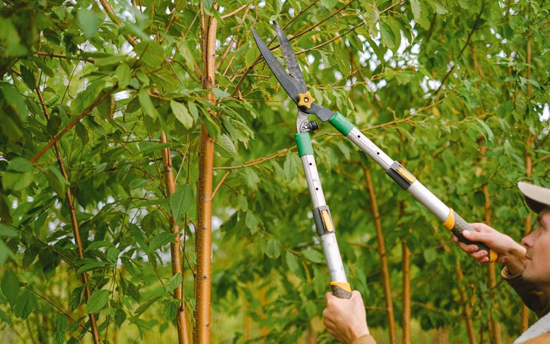 Tree trimming in Plano, IA