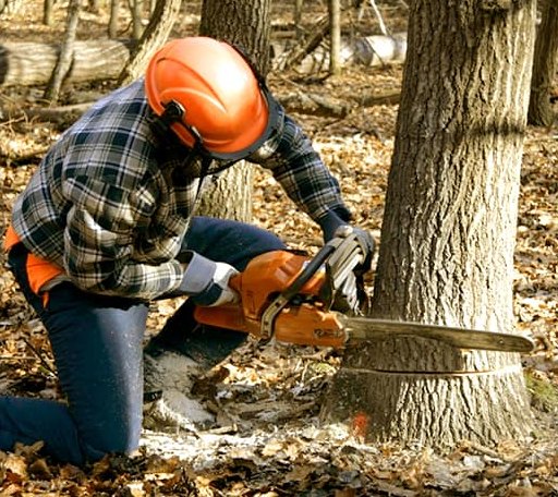 Tree Removal in Plano, IA